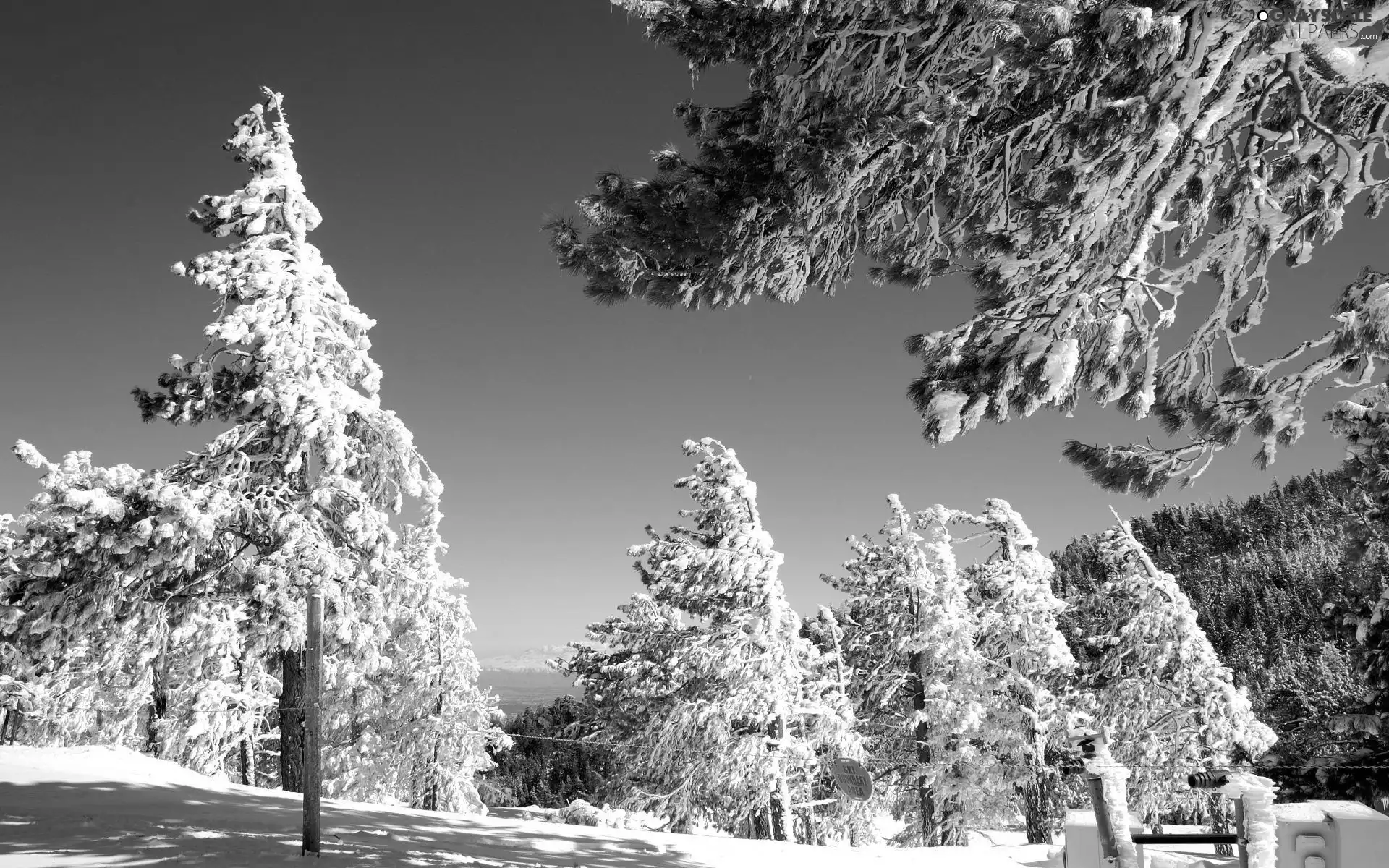 trees, forest, Conifers, Snowy, winter, viewes, Sky