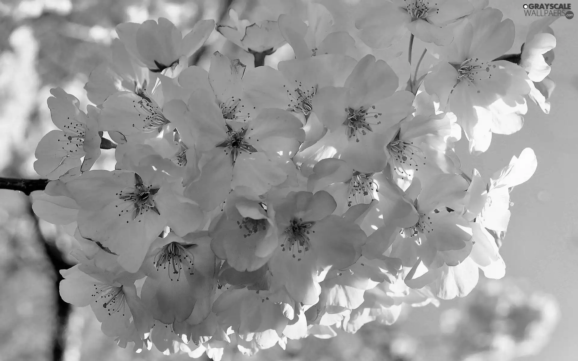 fruit, Blossoming, viewes, Sky, trees, twig