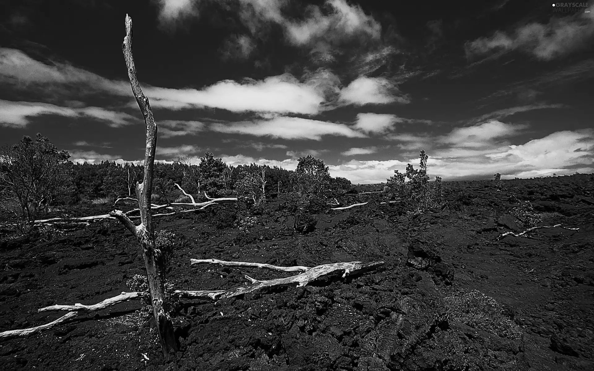 Sky, trees, viewes, clouds