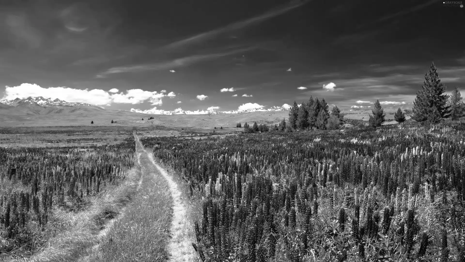 Way, Field, viewes, Sky, trees, lupine
