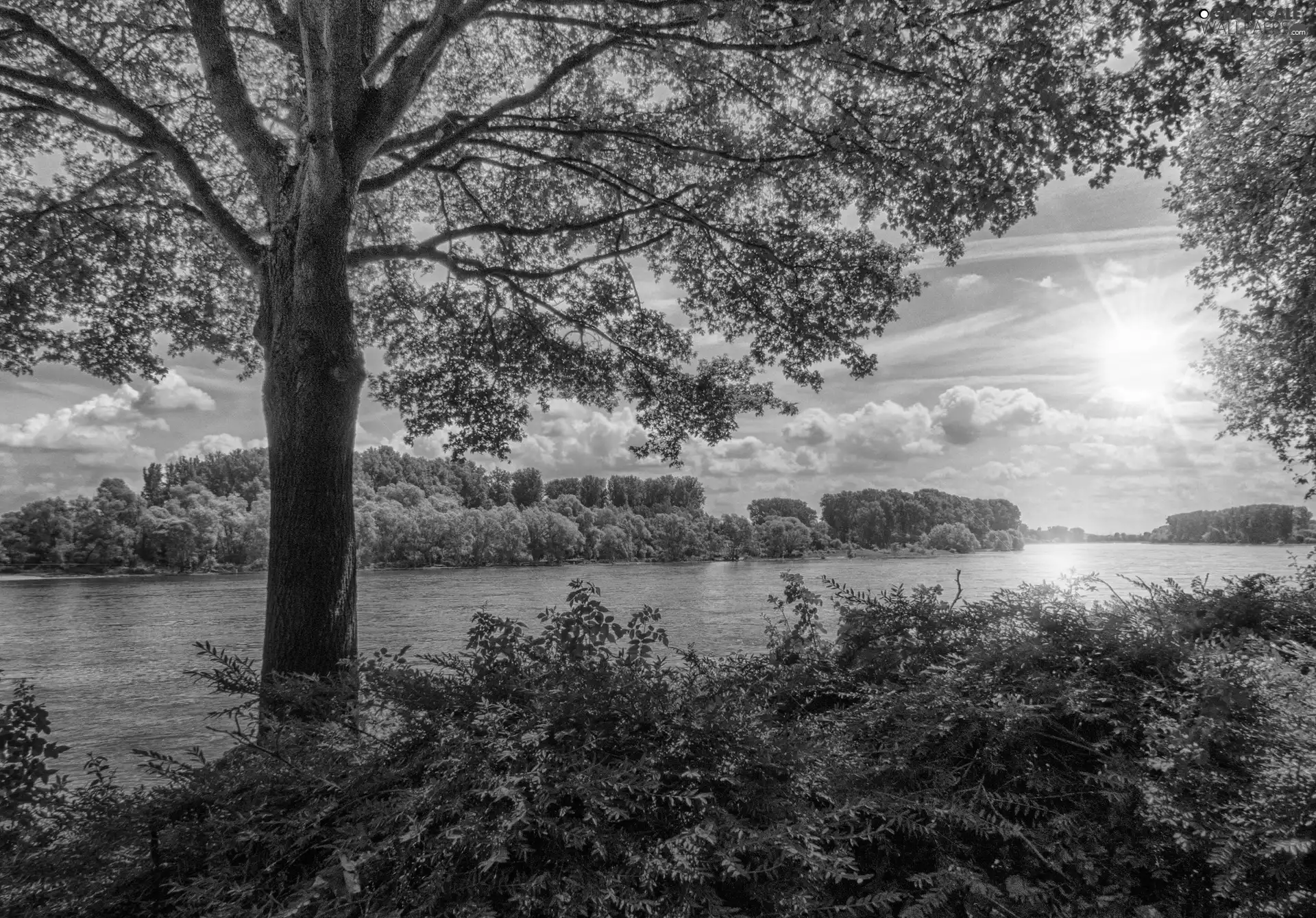 Sky, trees, viewes, River