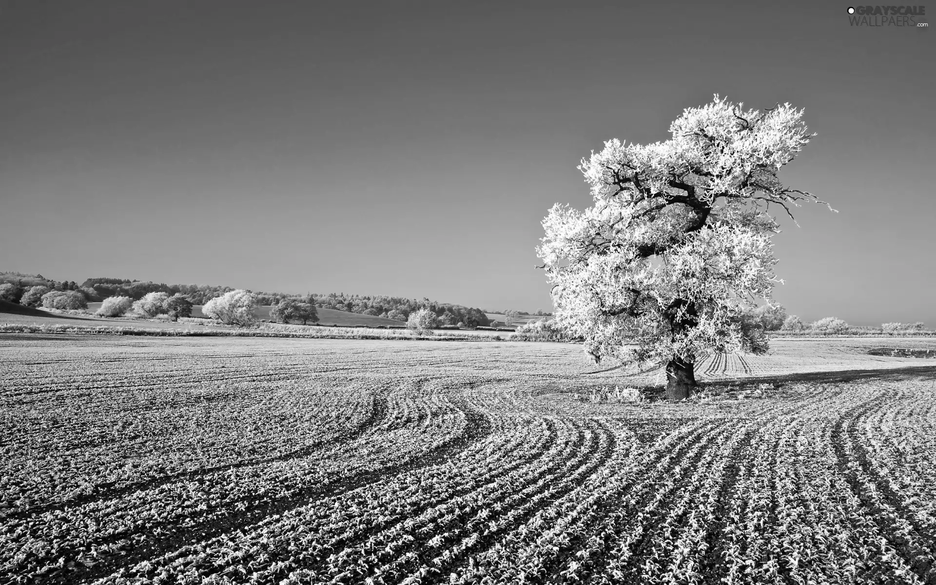 viewes, Sky, field, trees, winter