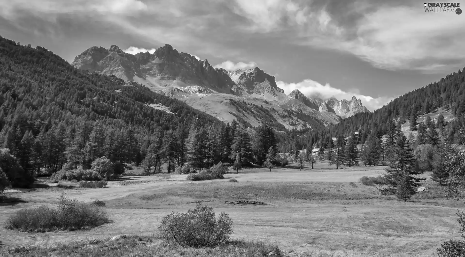 trees, viewes, slopes, woods, Mountains