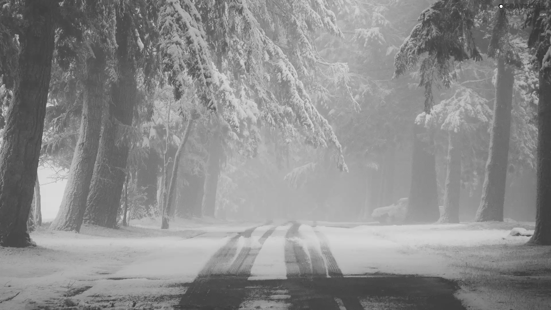 Fog, Way, trees, viewes, winter, snow