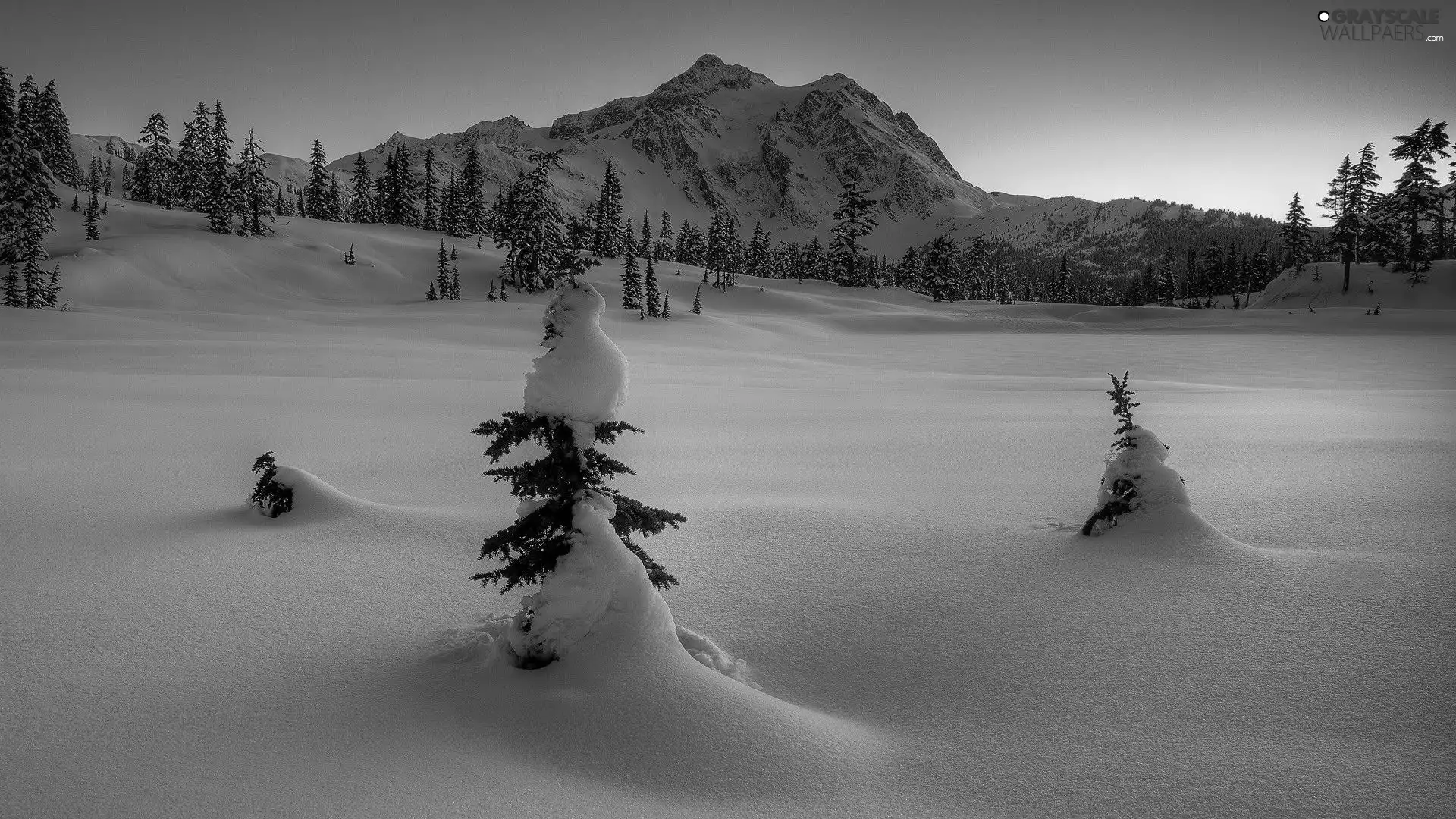snow, trees, viewes, mountains