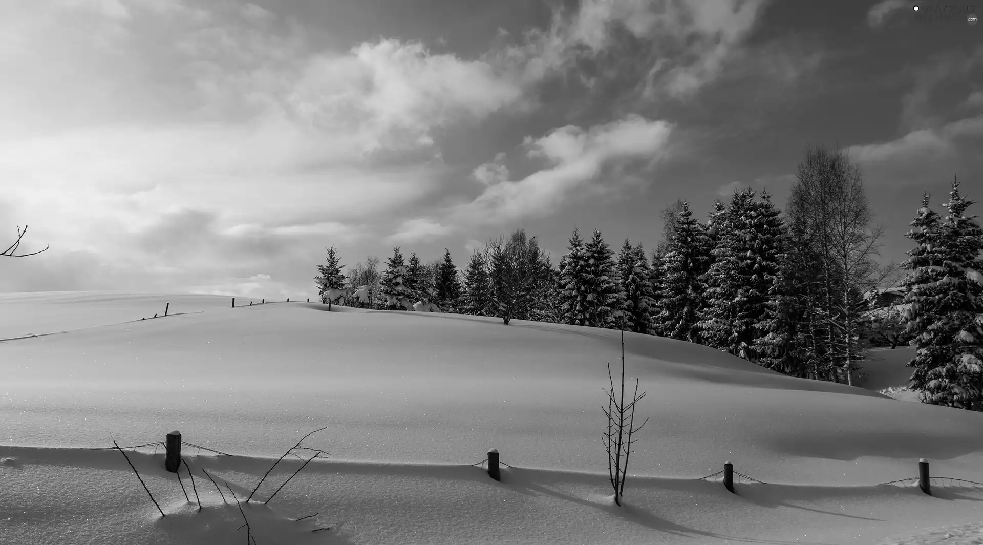 viewes, snow, Field, trees, winter