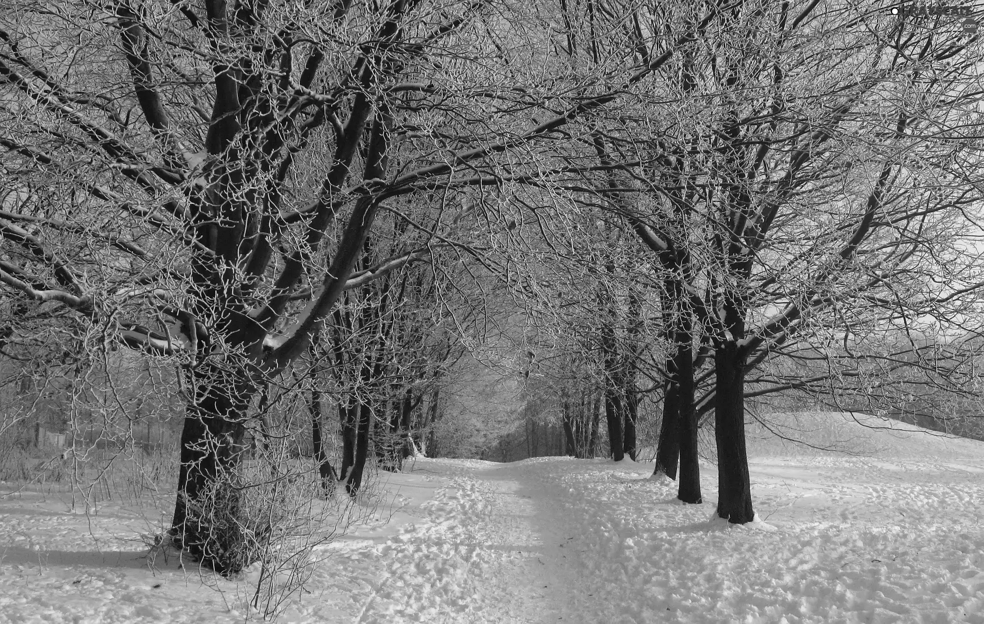 viewes, snow, Park, trees, winter