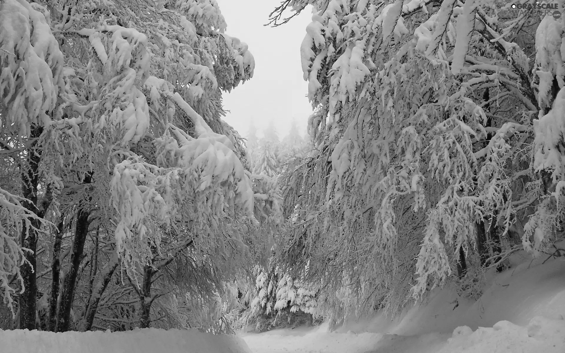 viewes, Snowy, forest, trees, snow