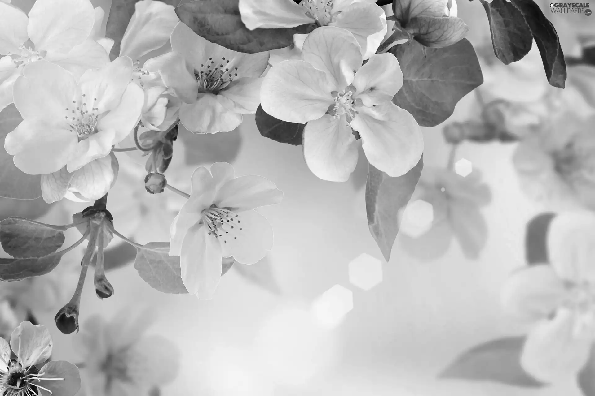 viewes, Spring, fruit, trees, Flowers