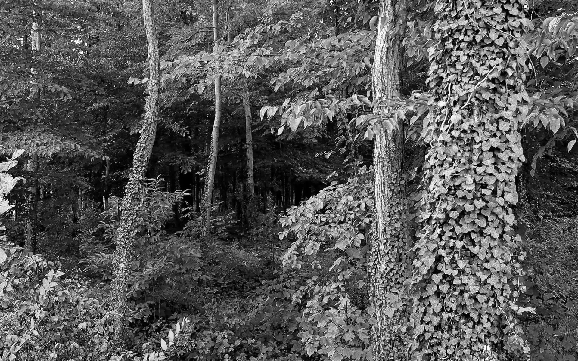 viewes, Spring, Path, trees, forest