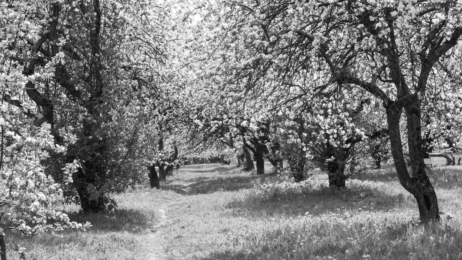 viewes, Spring, flourishing, trees, Park