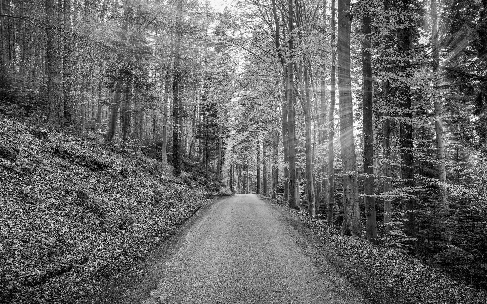 viewes, forest, rays of the Sun, Spring, Way, trees