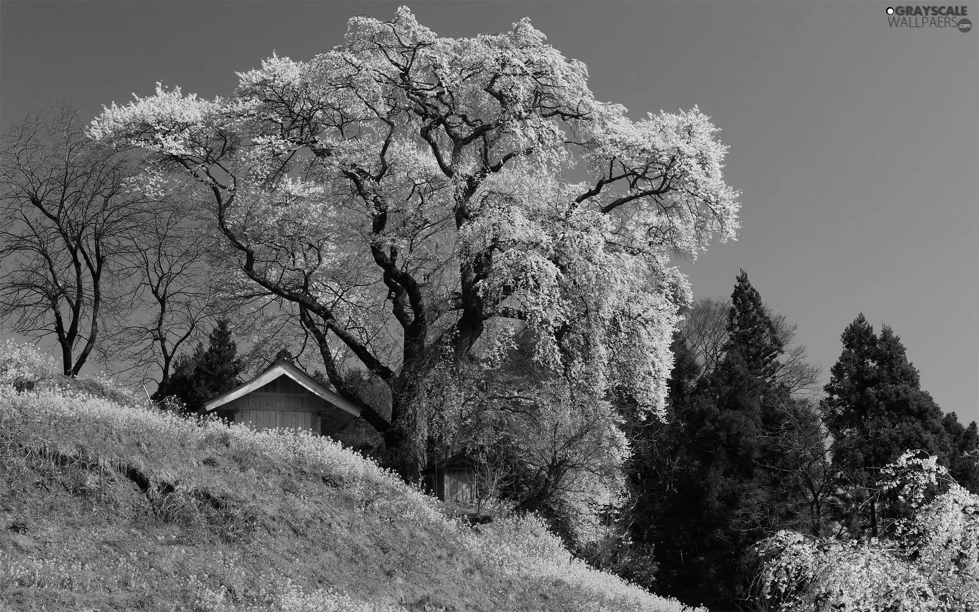 Spring, trees, viewes, flourishing