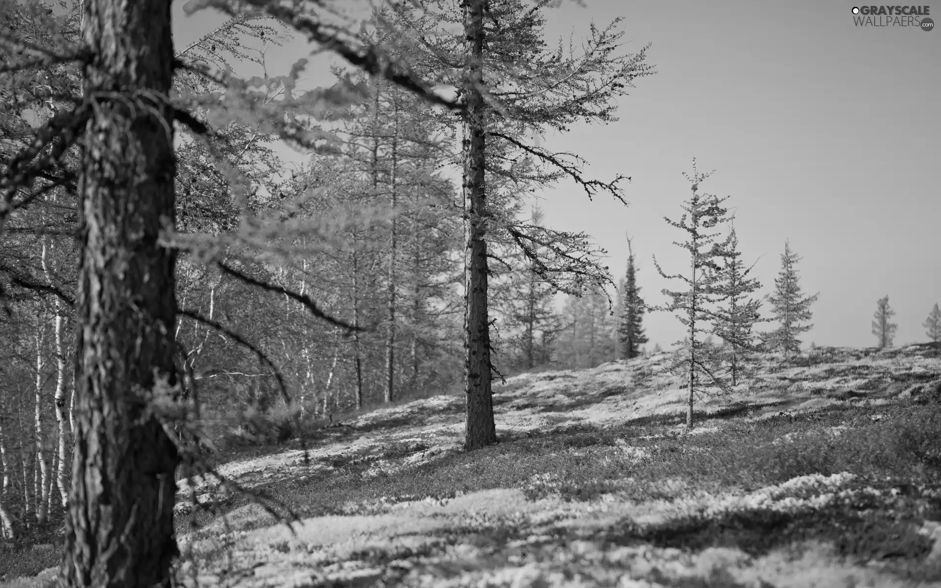 Spring, trees, viewes, forest