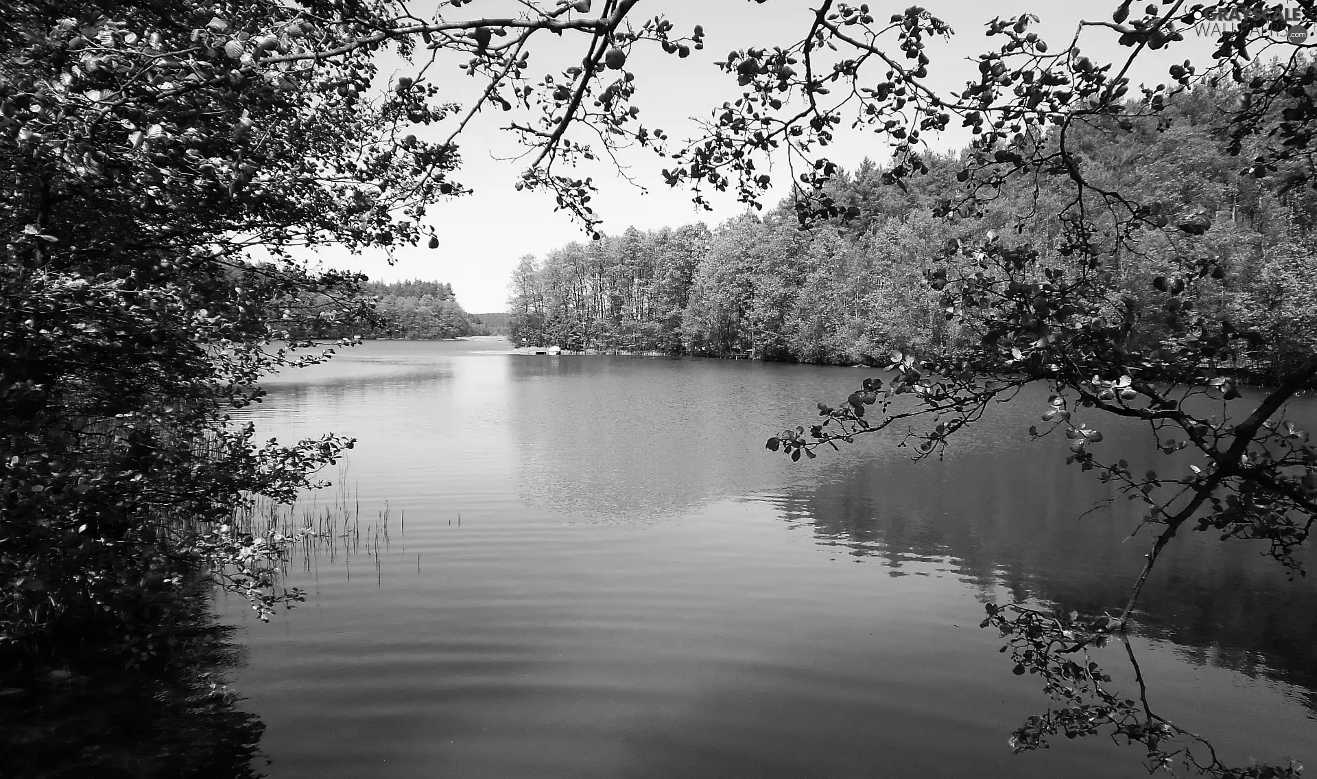 Spring, trees, viewes, lake