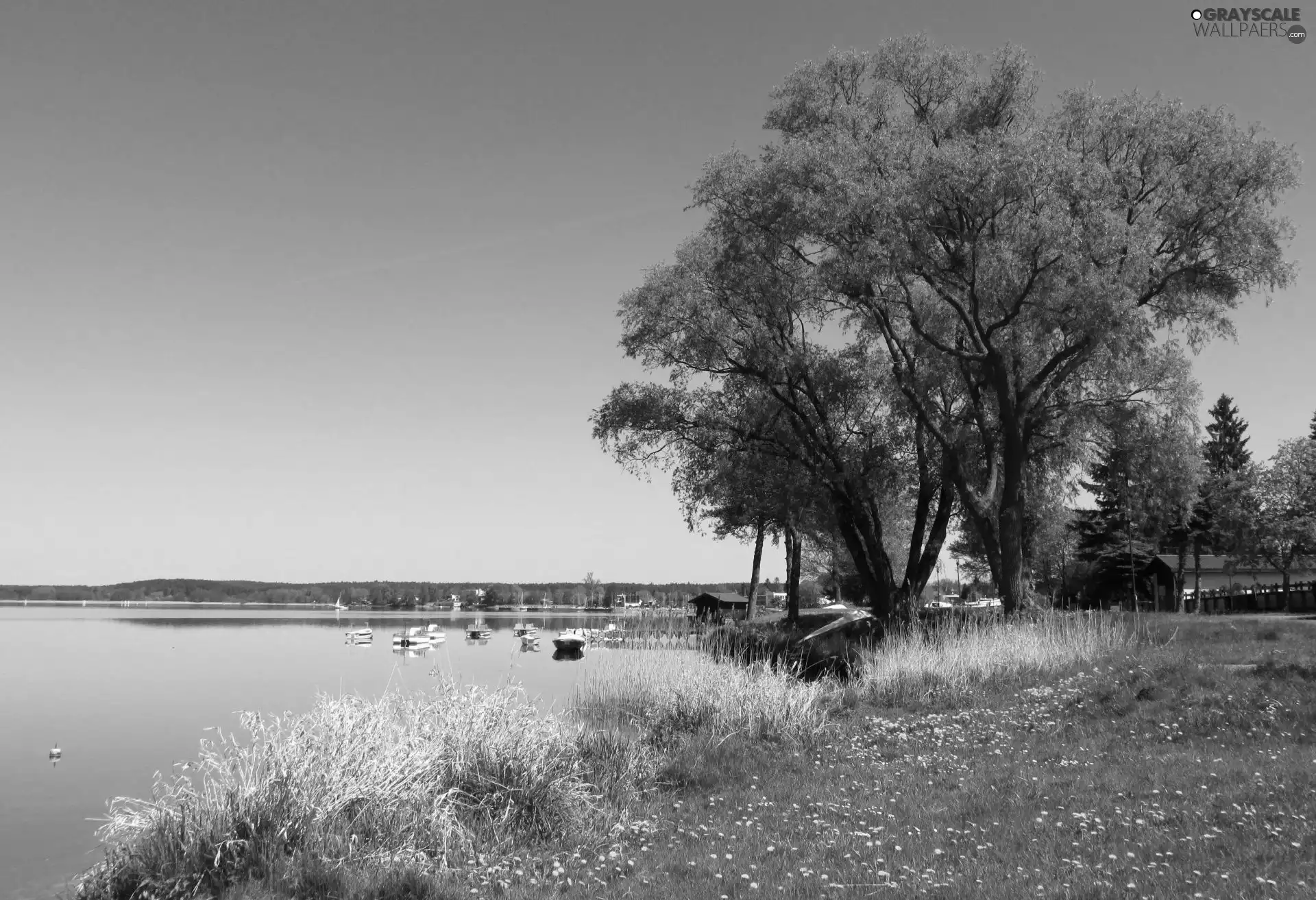 Spring, trees, viewes, lake