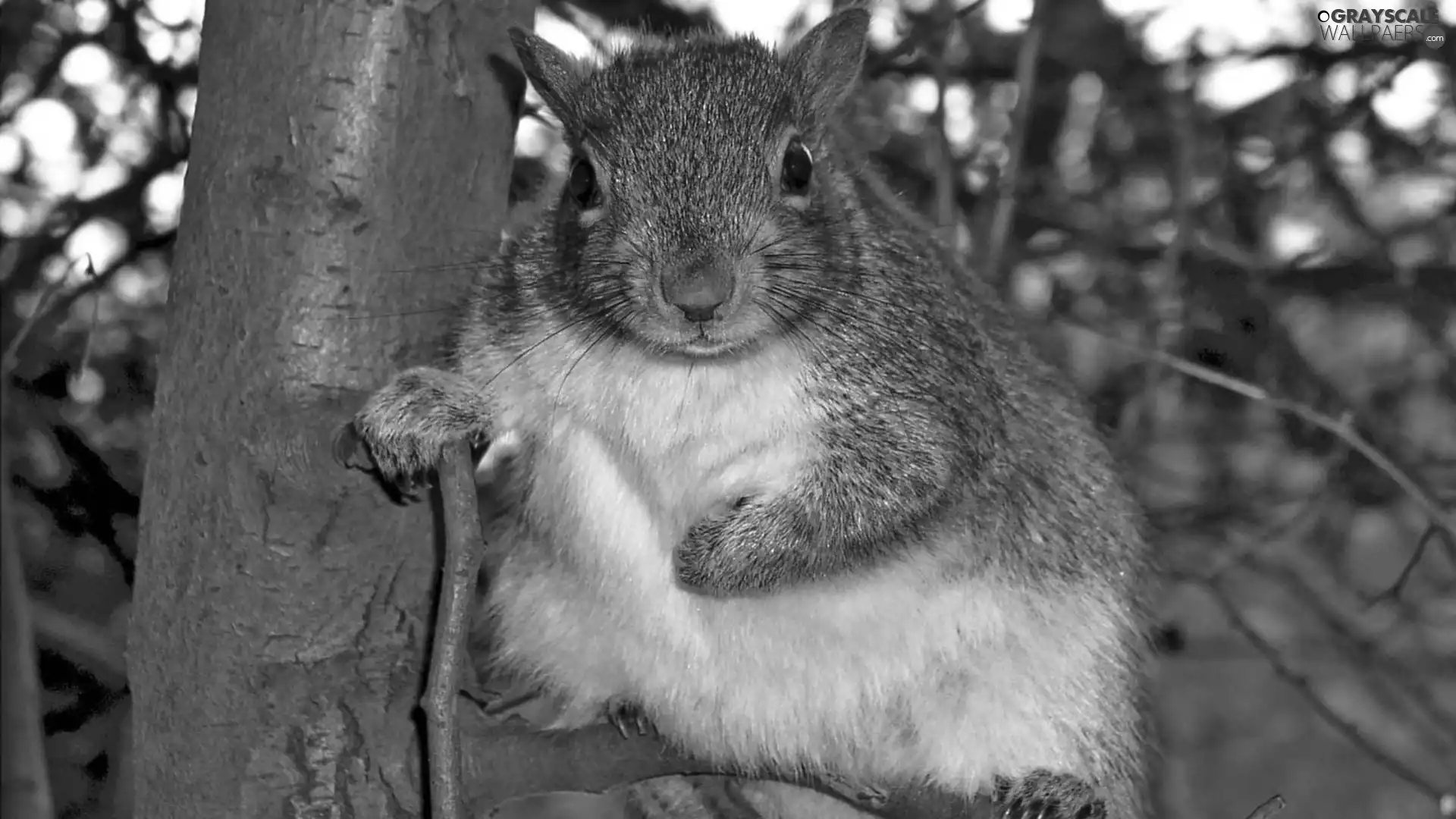 squirrel, trees, viewes, grandmother