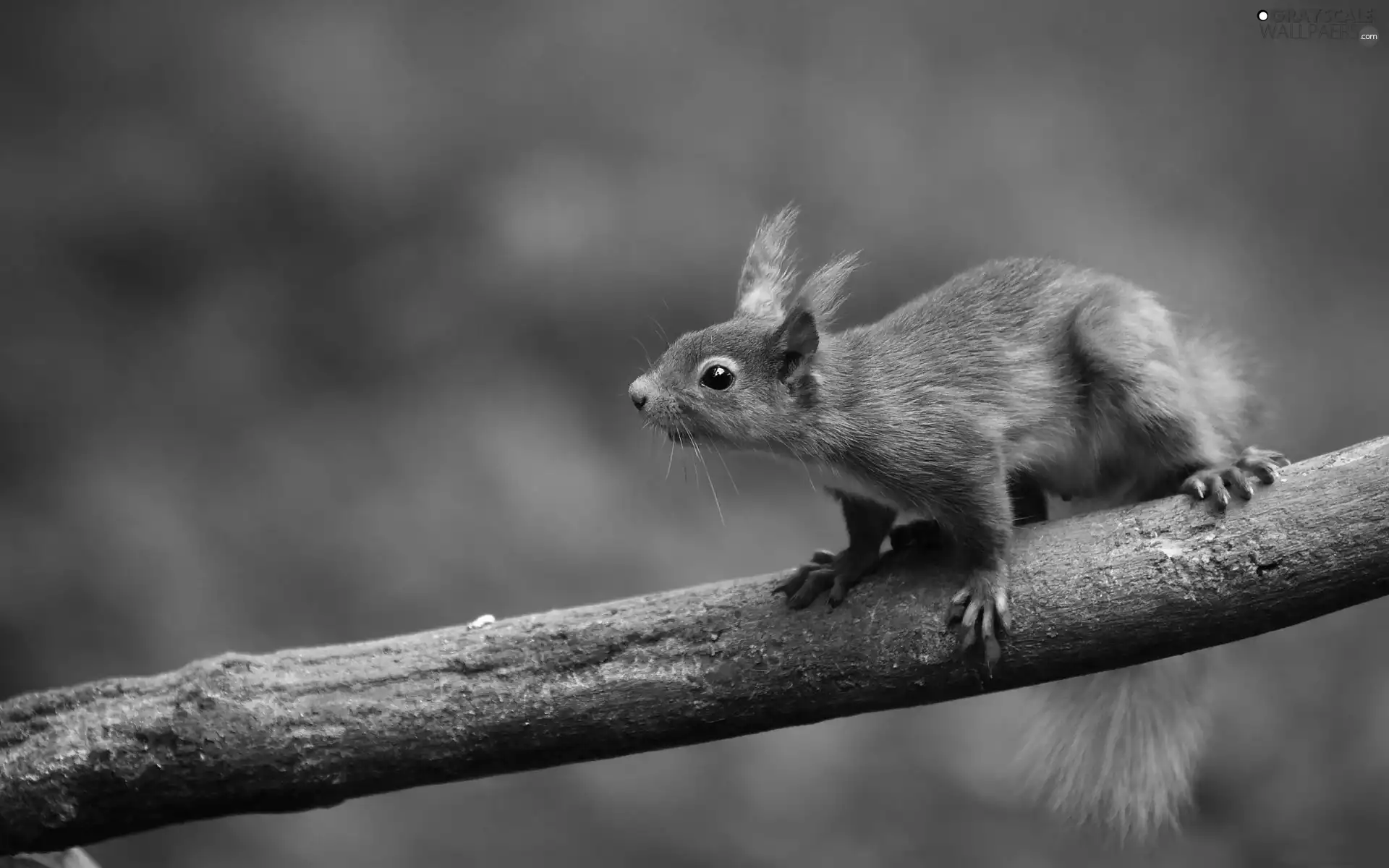 Lod on the beach, viewes, squirrel, trees