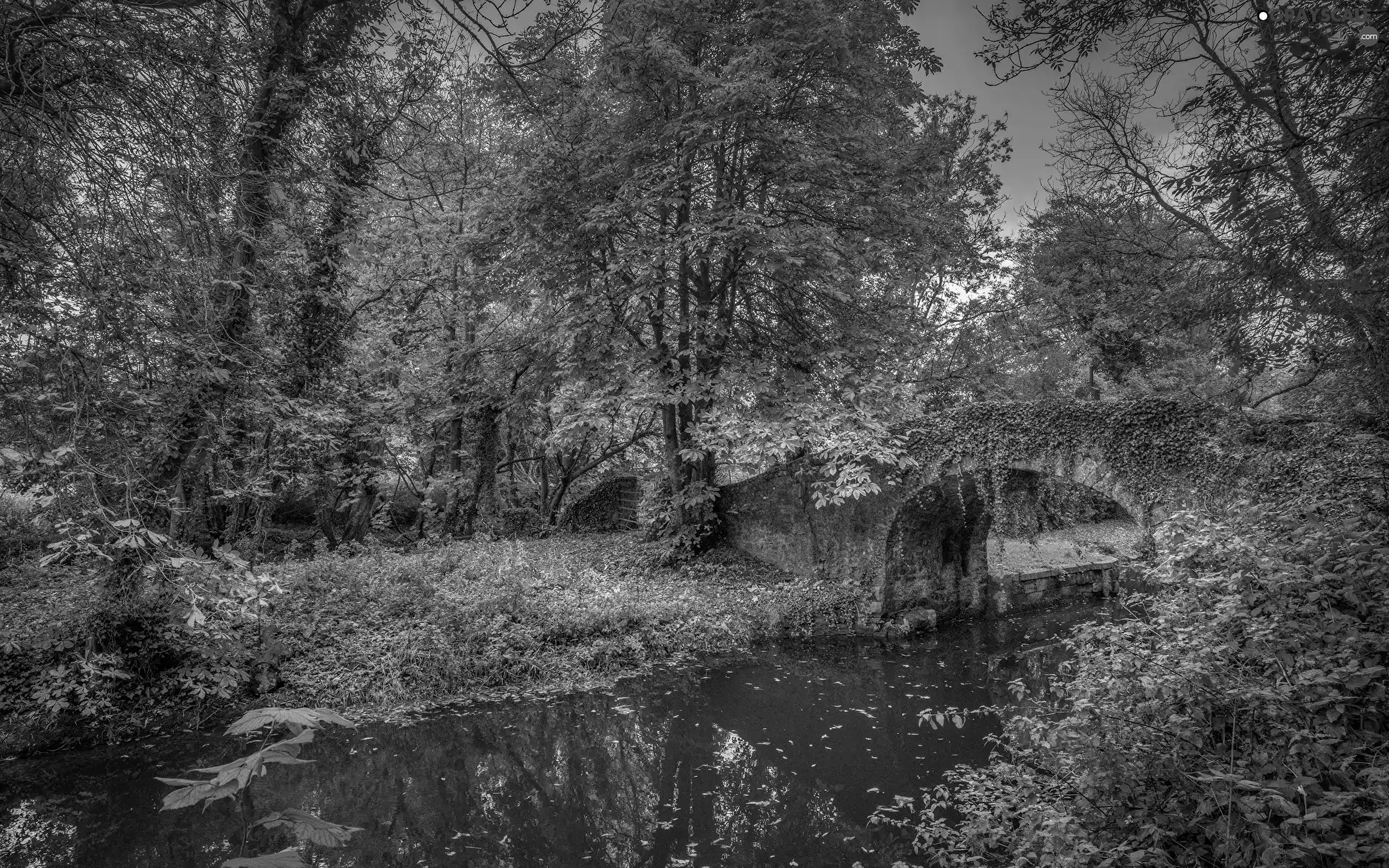 bridge, River, trees, viewes, ivy, stone