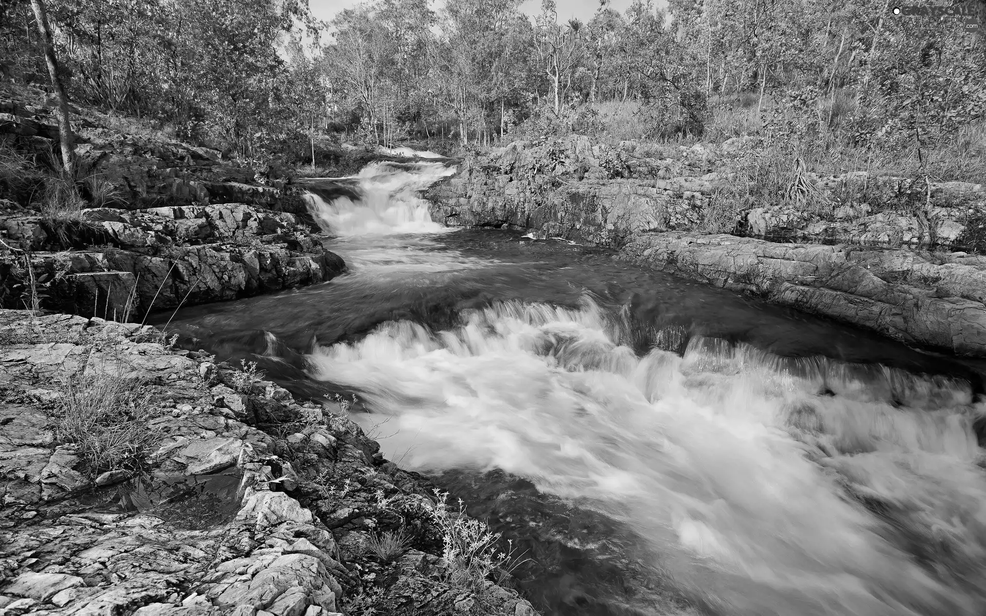 River, trees, viewes, Stones rocks