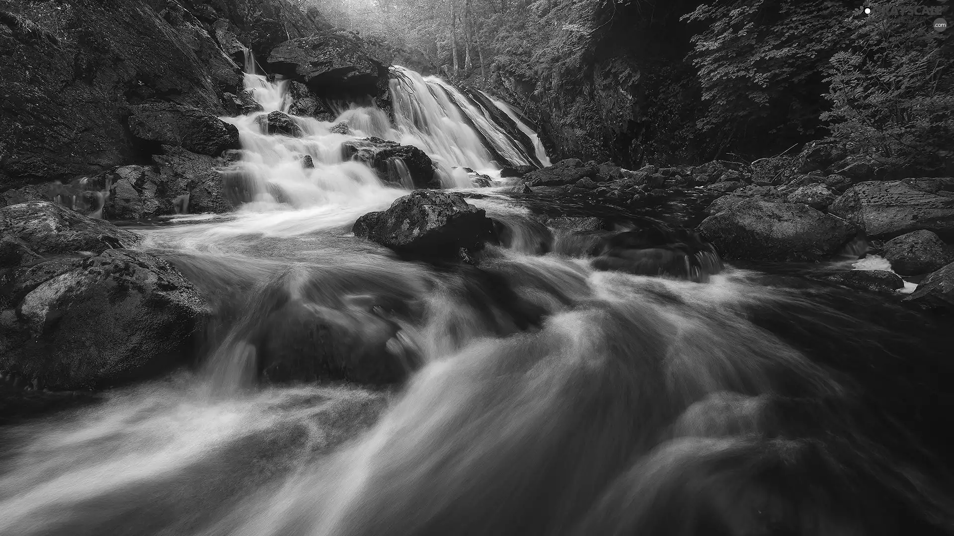 trees, viewes, Stones, River, rocks
