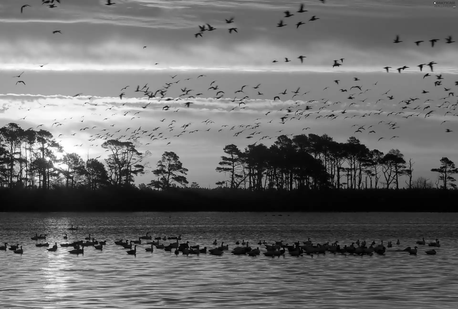 trees, Swan, west, birds, lake, viewes, sun