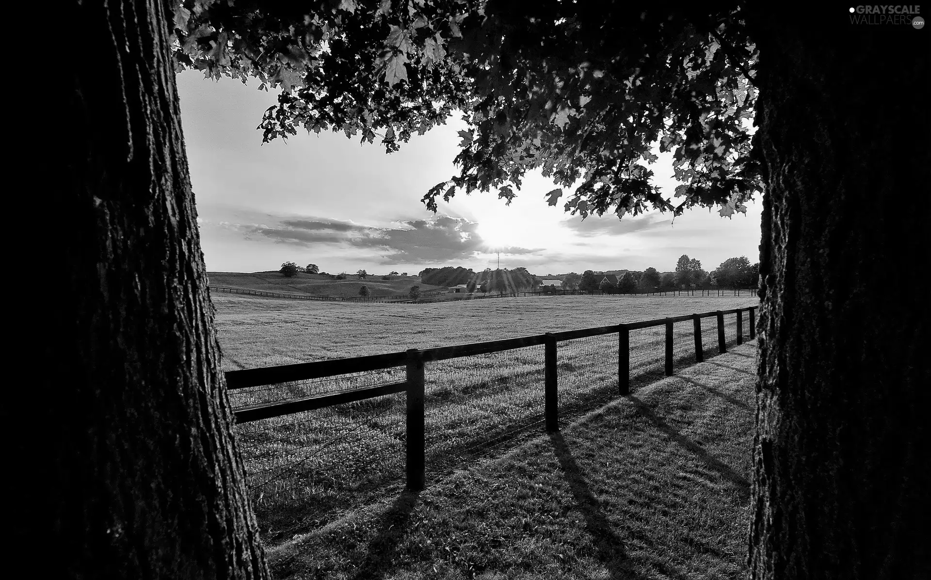 trees, Meadow, rays, fence, Field, viewes, sun