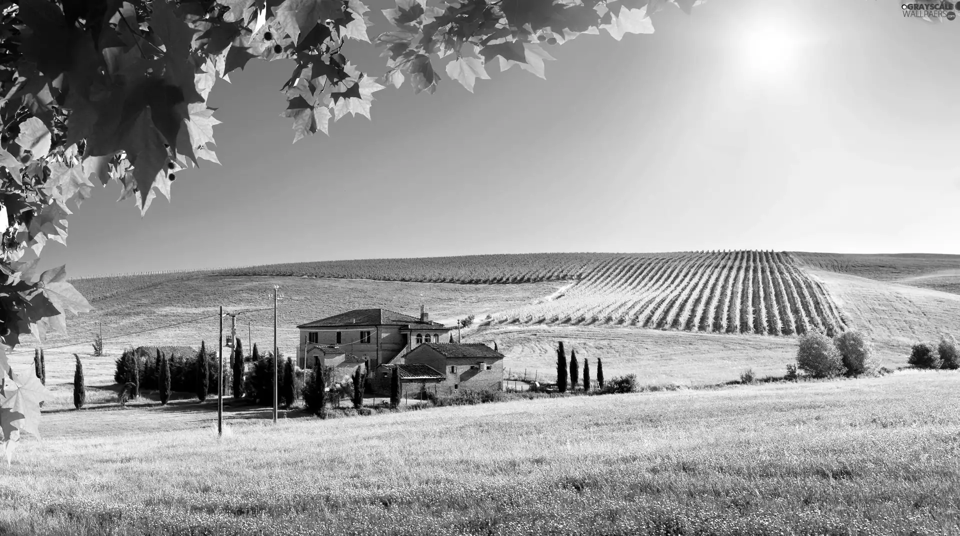 trees, house, rays, field, Tuscany, viewes, sun