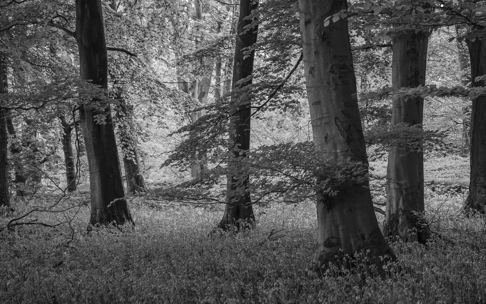 trees, forest, viewes, Przebijające, luminosity, Flowers, sun, flash, ligh