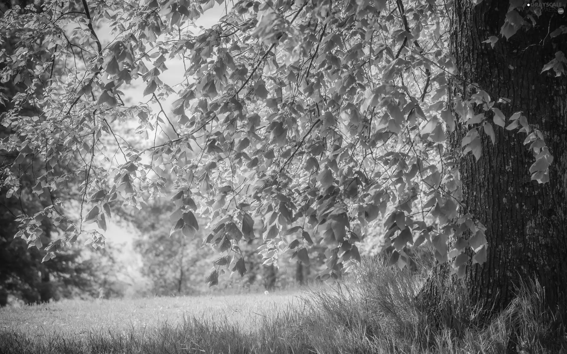 trees, Meadow, viewes, Przebijające, luminosity, Spring, sun, flash, ligh