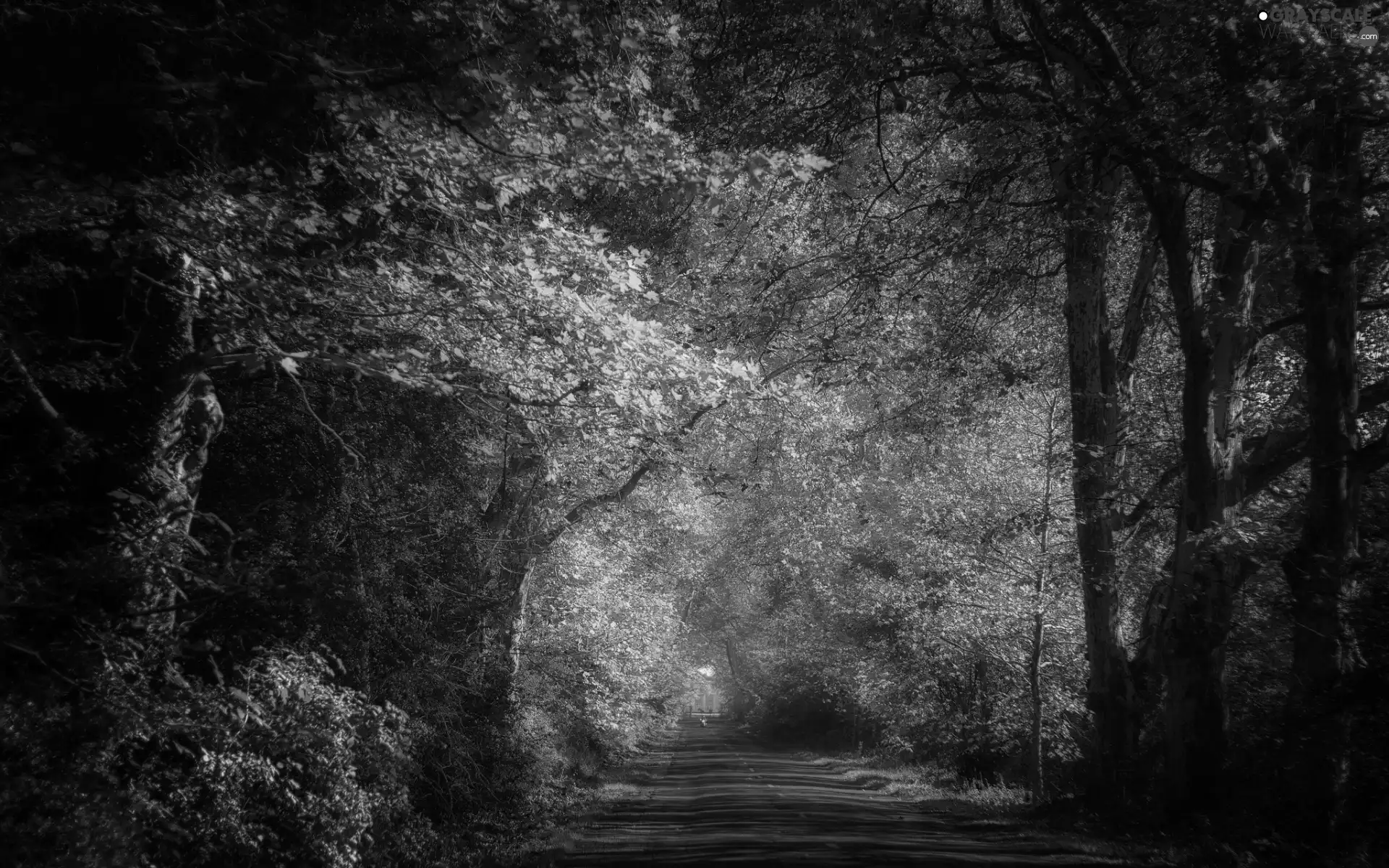 trees, Way, viewes, Przebijające, luminosity, autumn, sun, flash, ligh