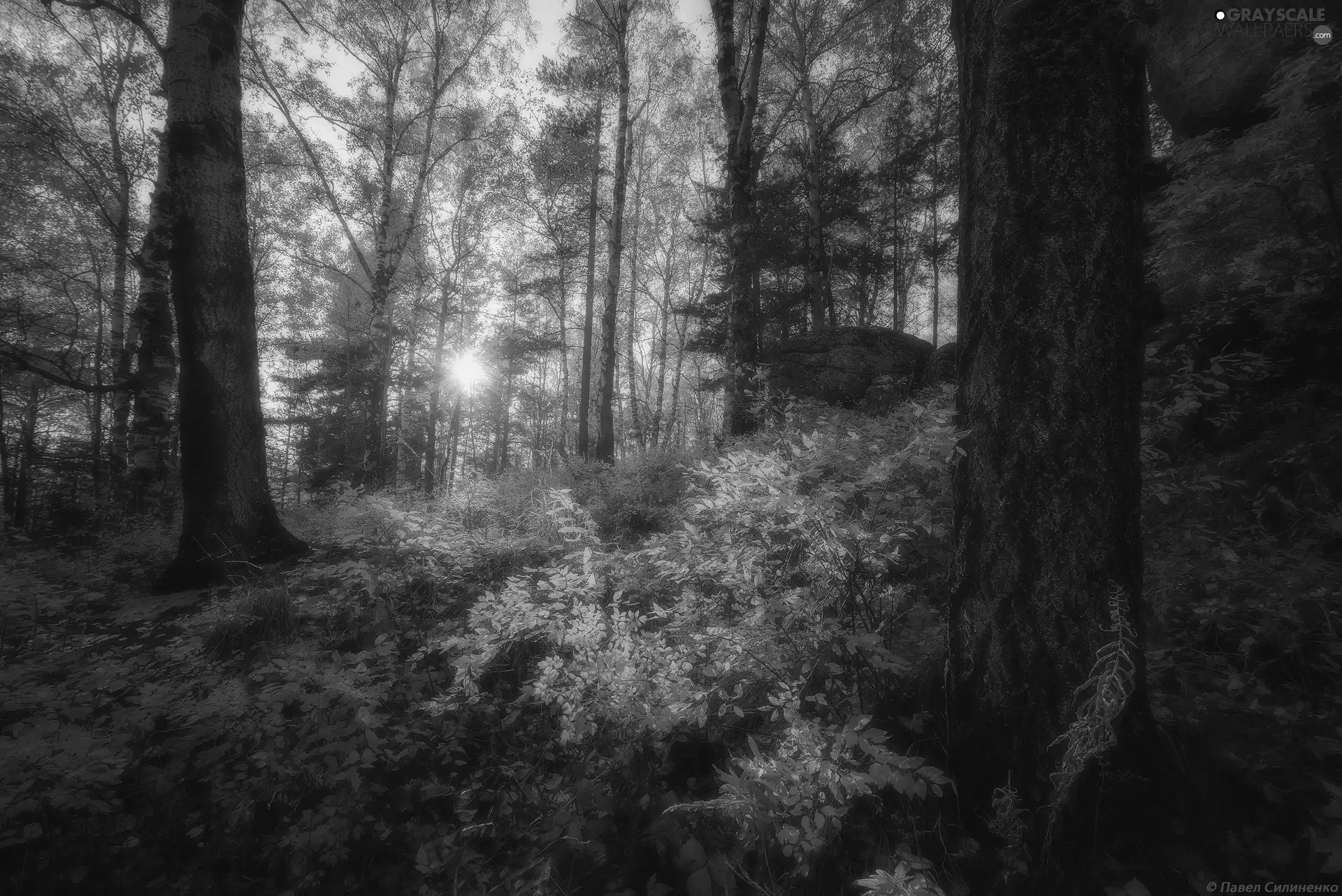 viewes, forest, autumn, rays of the Sun, Plants, trees