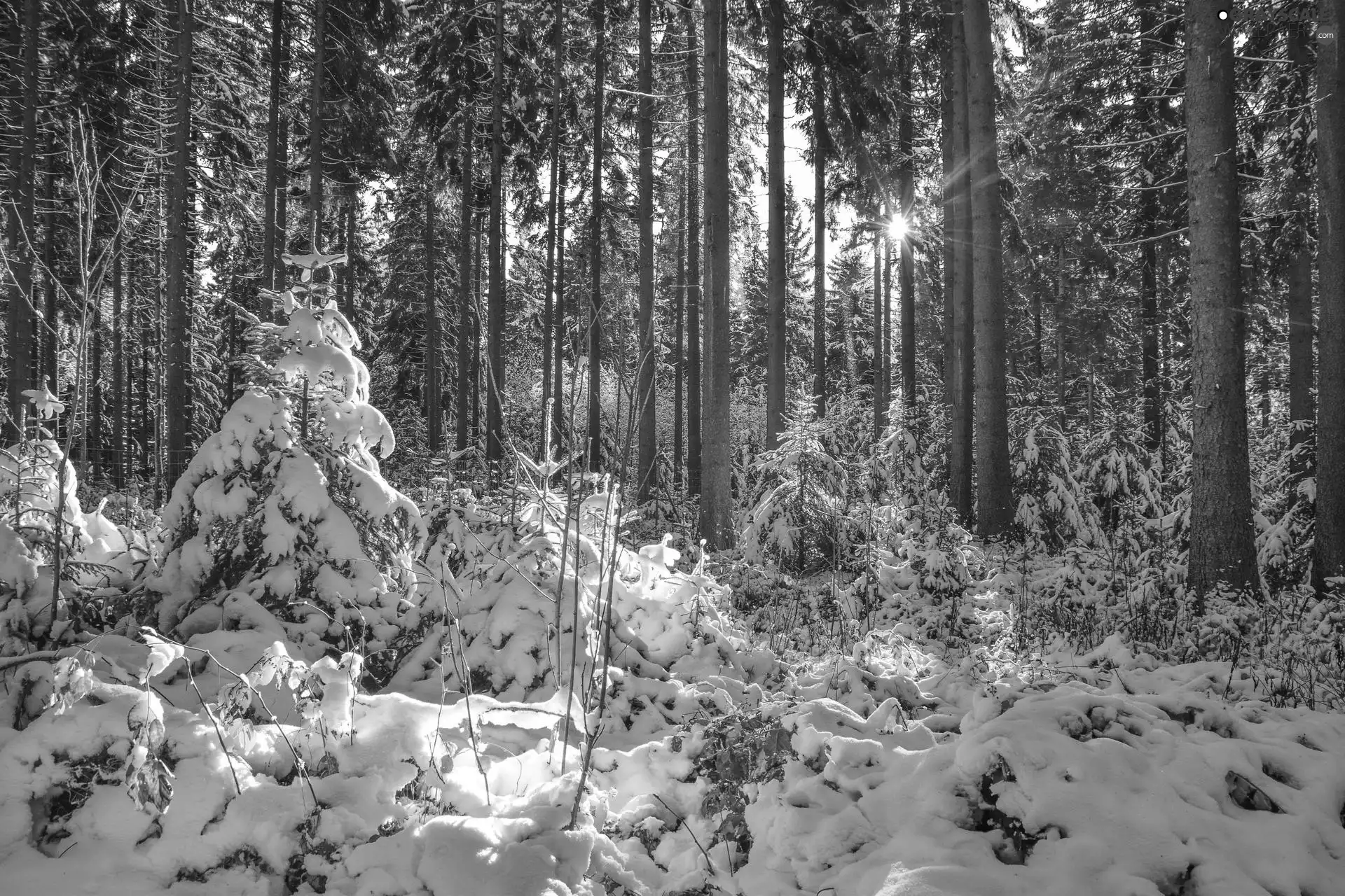 viewes, forest, drifts, rays of the Sun, snow, trees