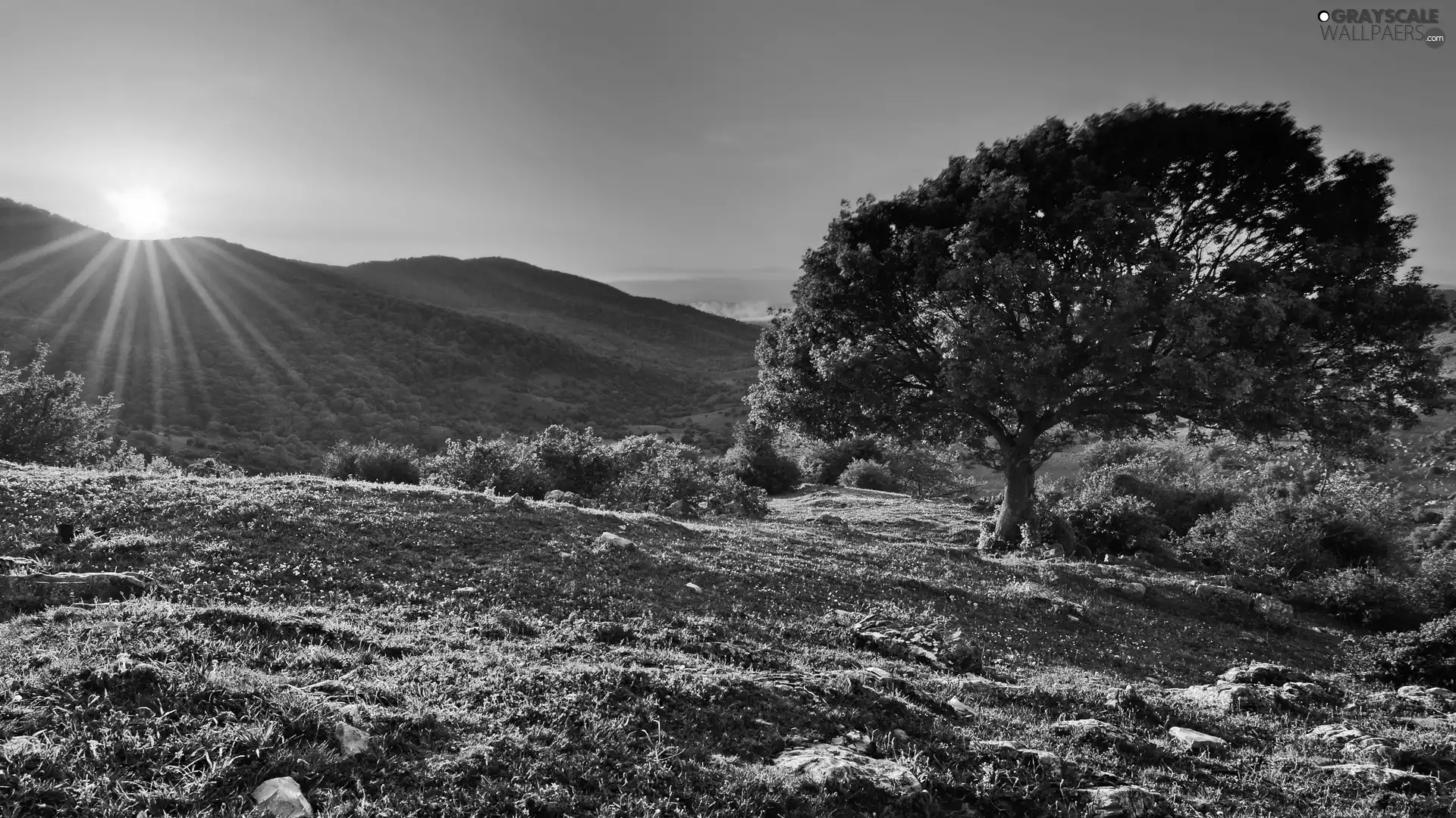 Sunrise, rays, trees, viewes, The Hills