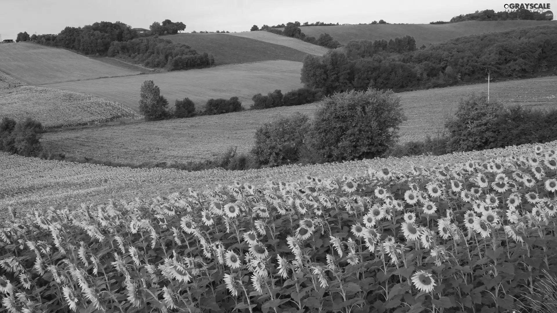 Nice sunflowers, trees, viewes, field