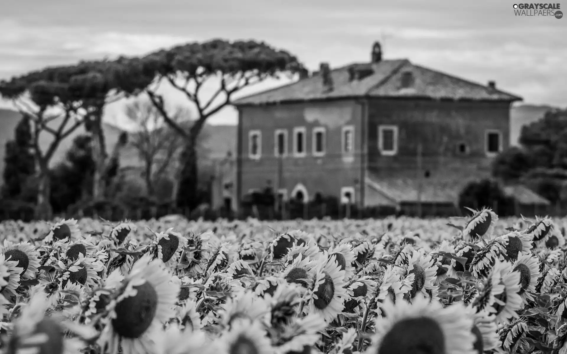 Nice sunflowers, trees, viewes, house