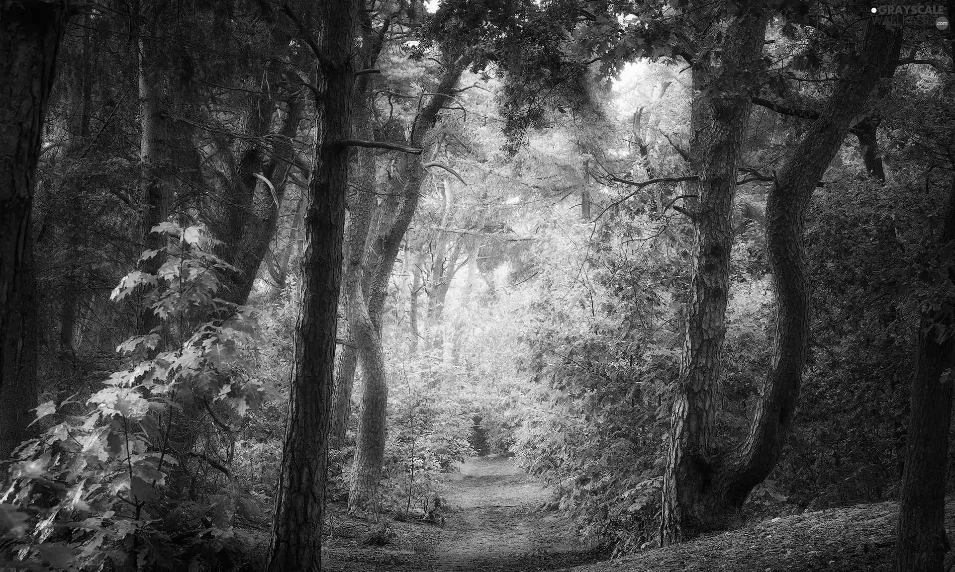day, Path, trees, viewes, forest, sunny
