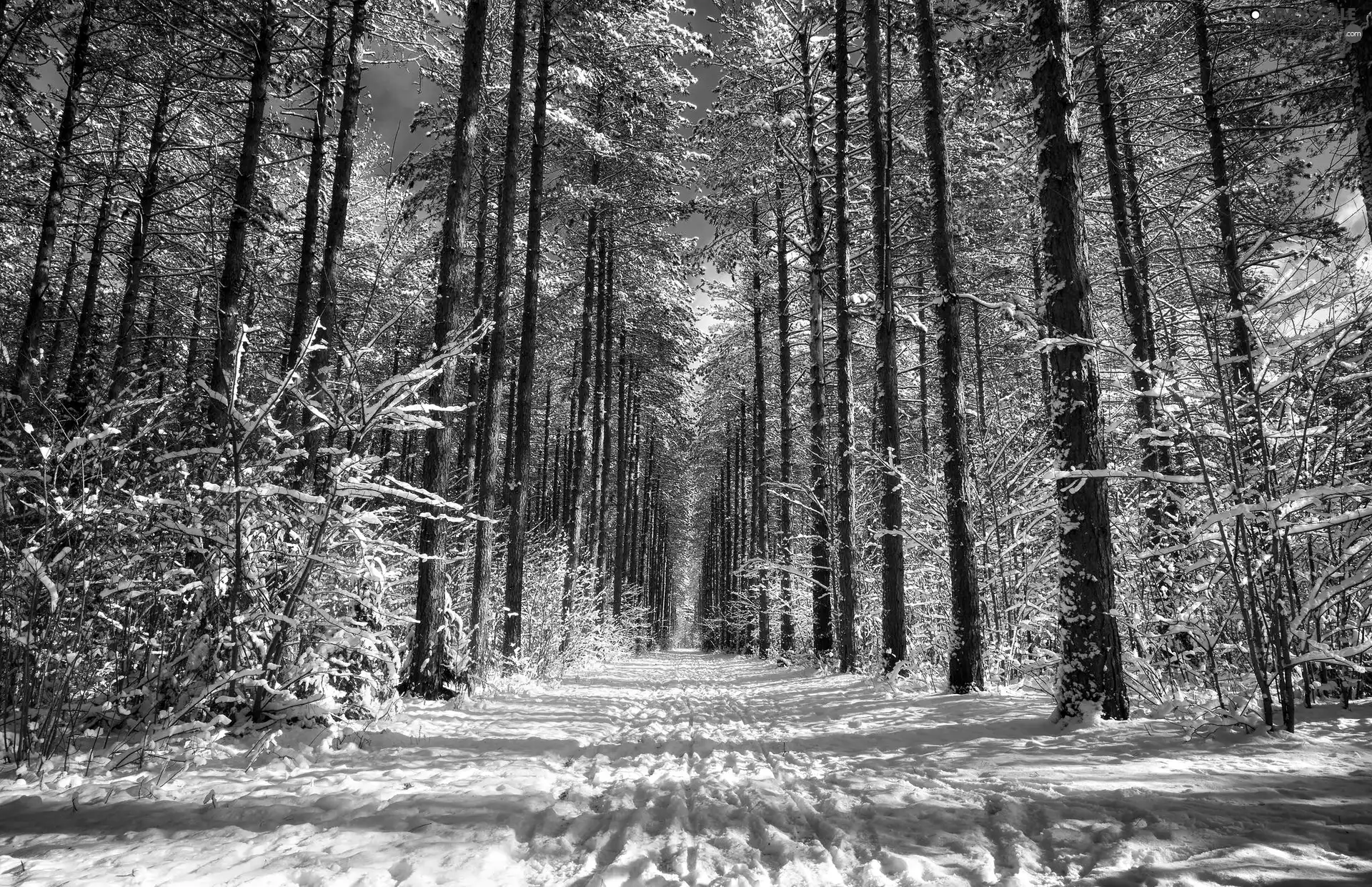 Way, trees, sunny, viewes, winter, forest, day