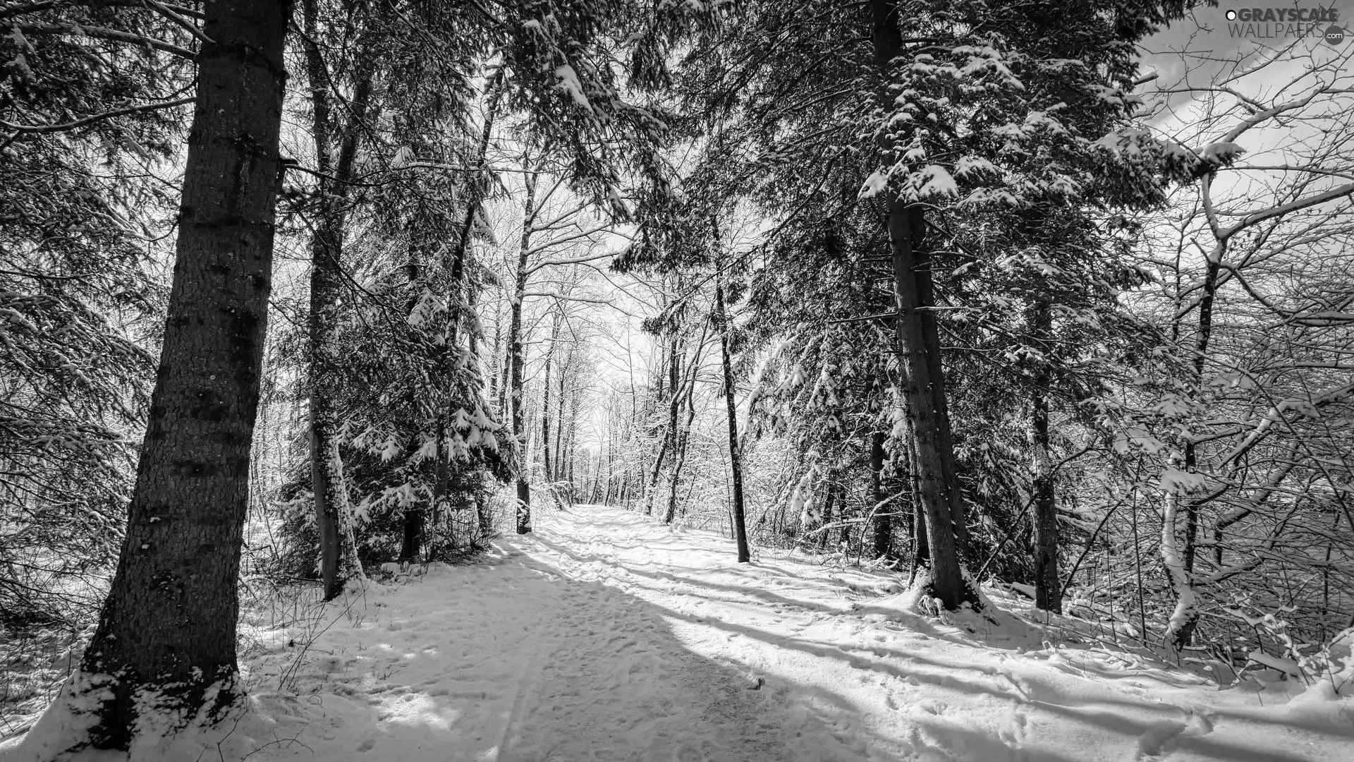 forest, trees, sunny, viewes, winter, Way, day