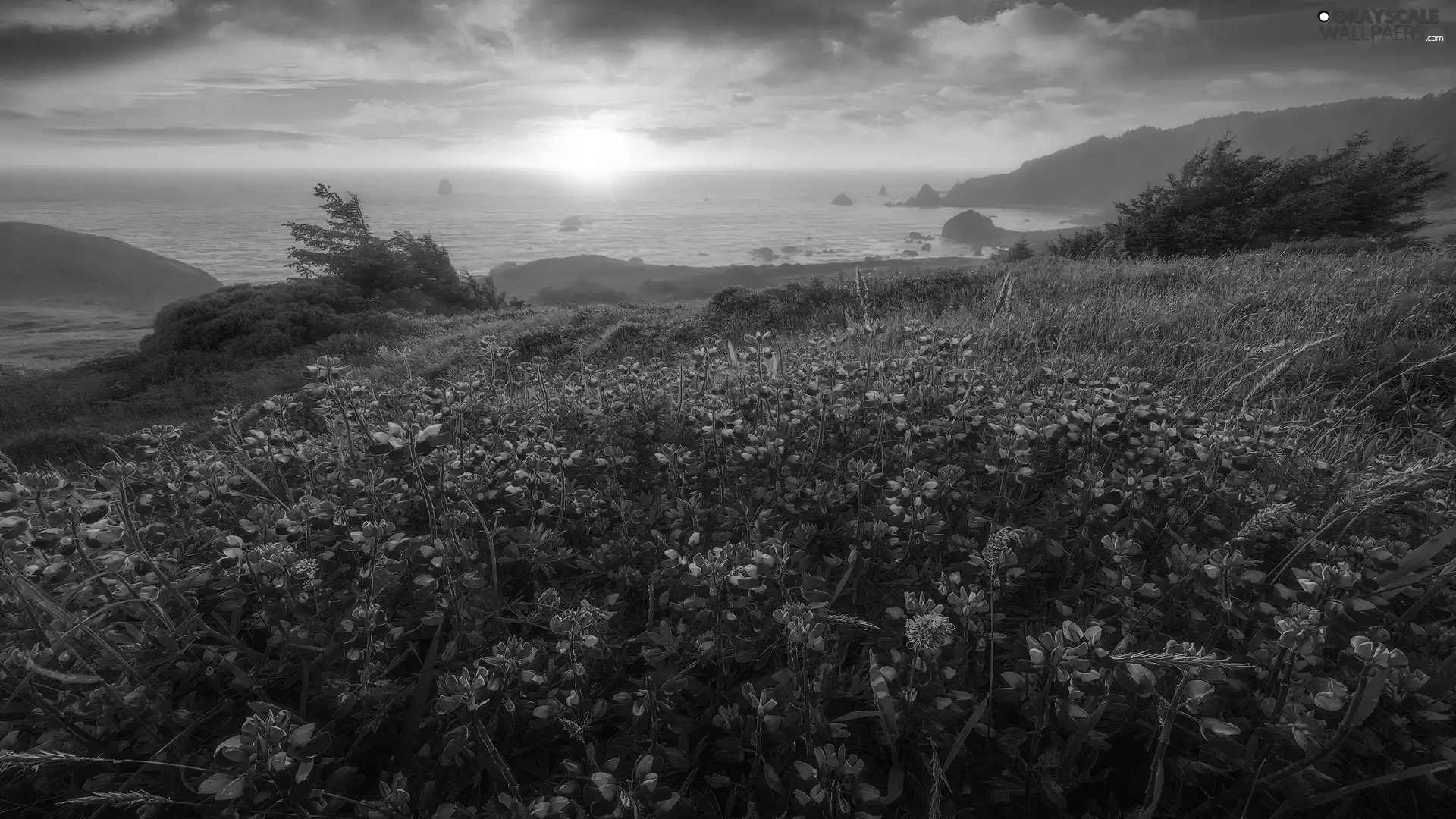 viewes, Coast, Flowers, Fog, lupine, sea, Meadow, clouds, Sunrise, trees