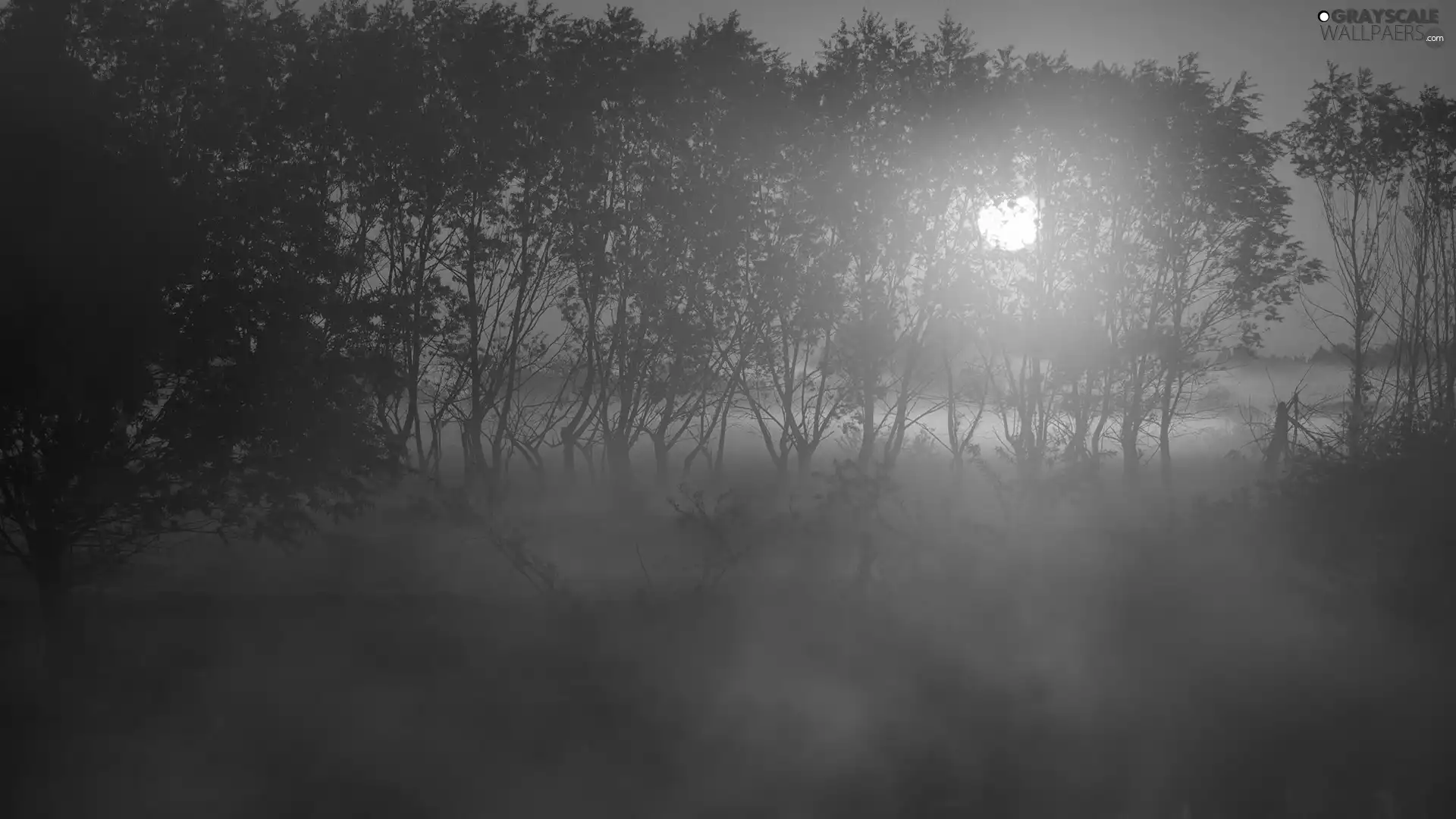 trees, viewes, Sunrise, lake, Fog