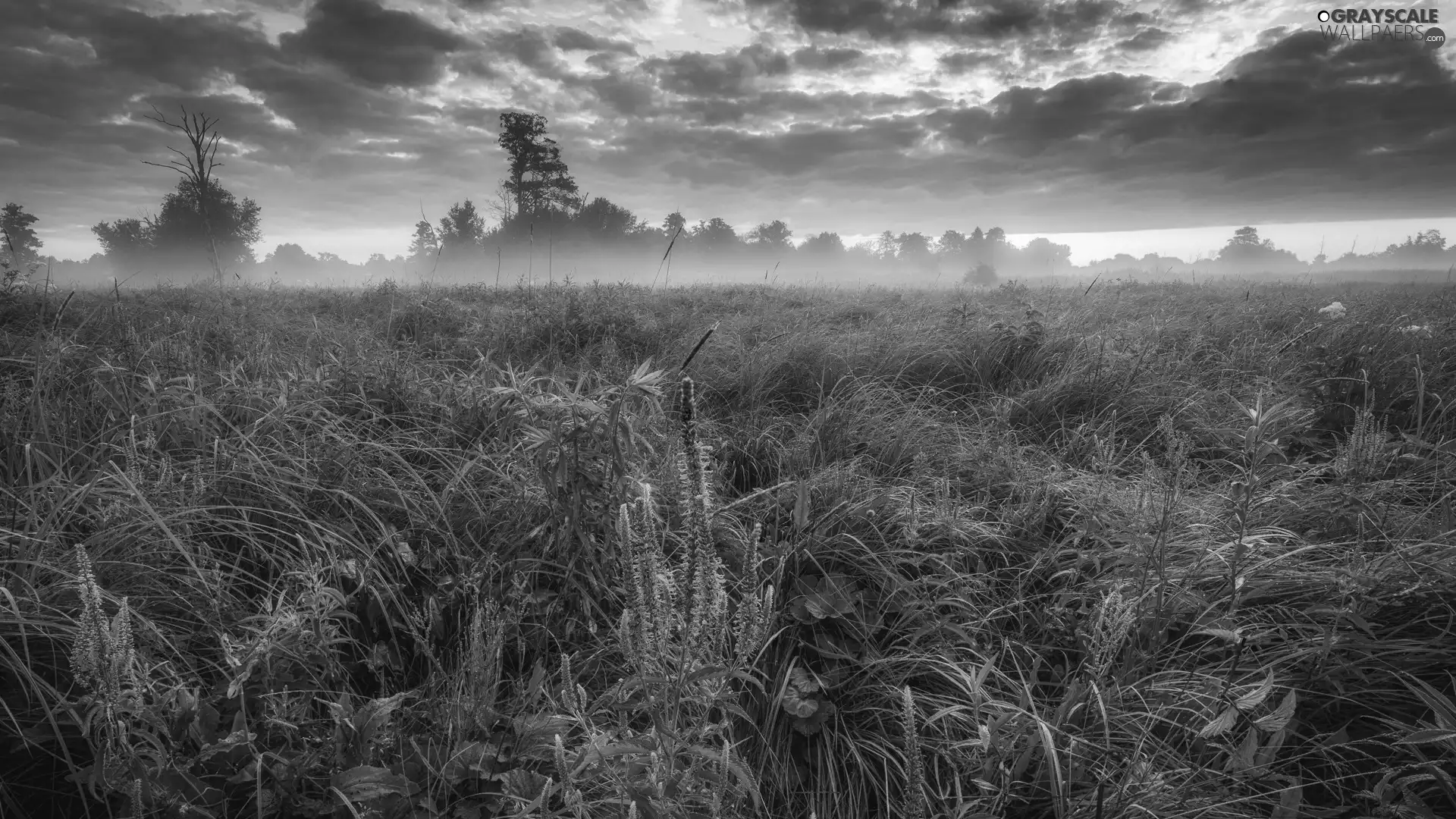 VEGETATION, trees, Sunrise, viewes, Meadow, Fog, clouds