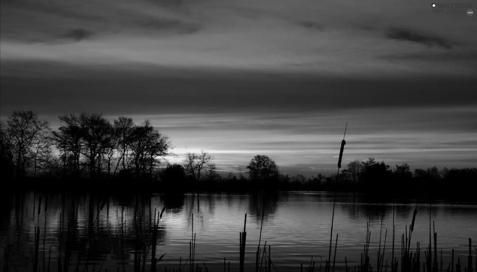 viewes, Great Sunsets, rushes, trees, lake
