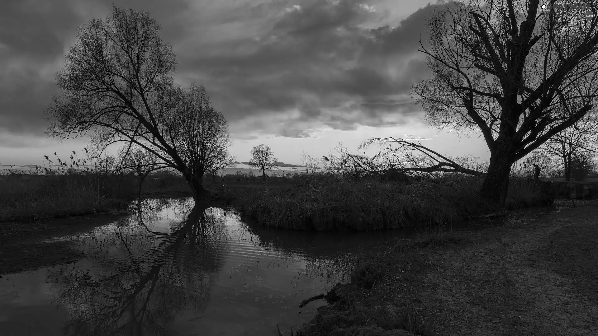 River, rushes, trees, viewes, Great Sunsets