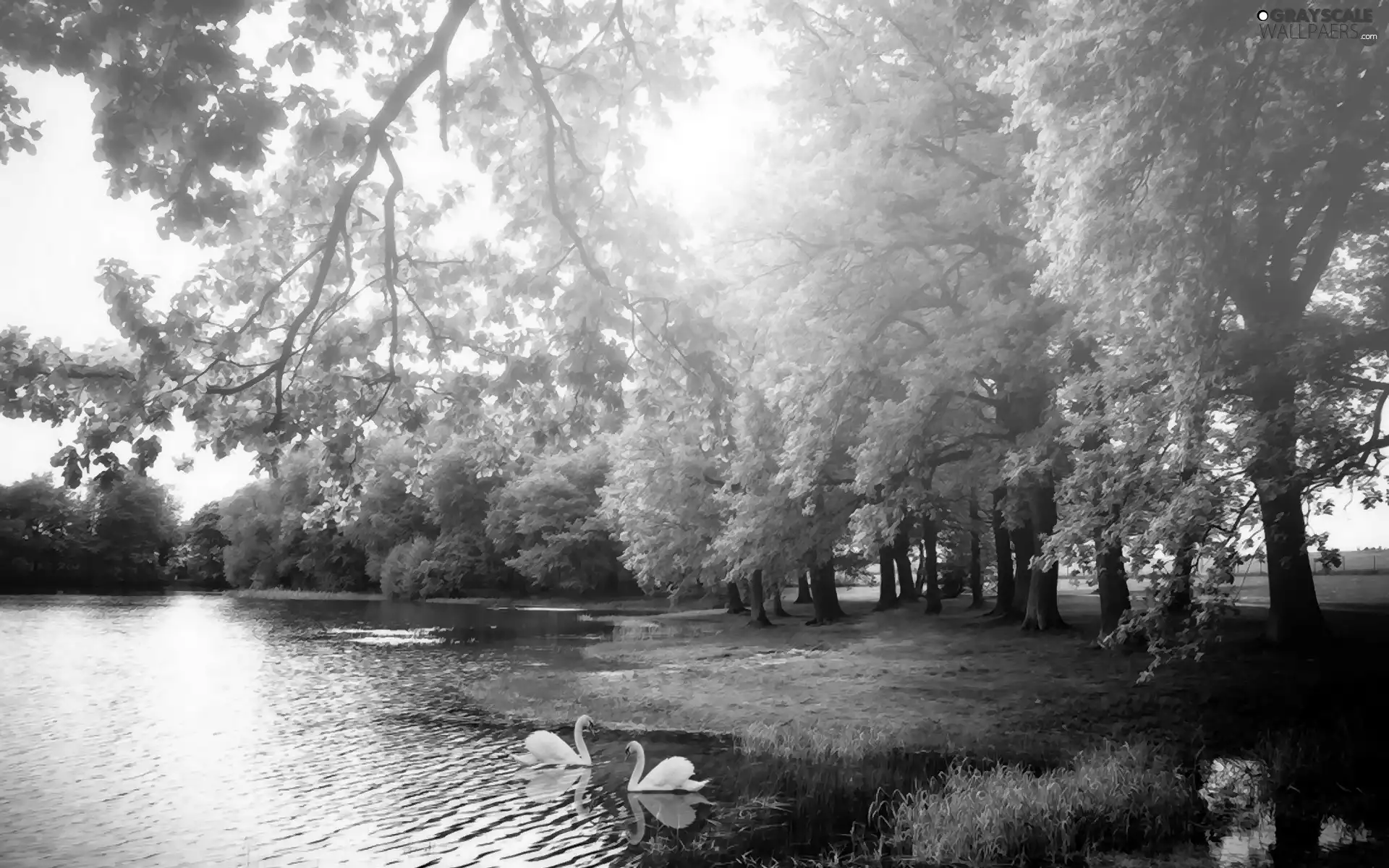 Swan, trees, viewes, lake