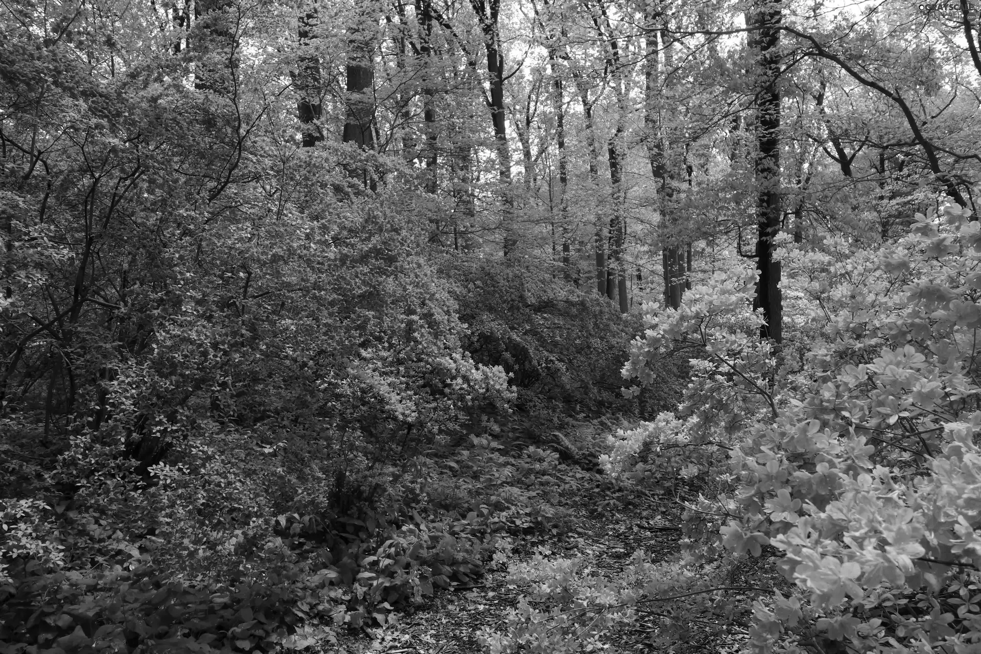 trees, Path, Spring, flourishing, forest, viewes, Switzerland