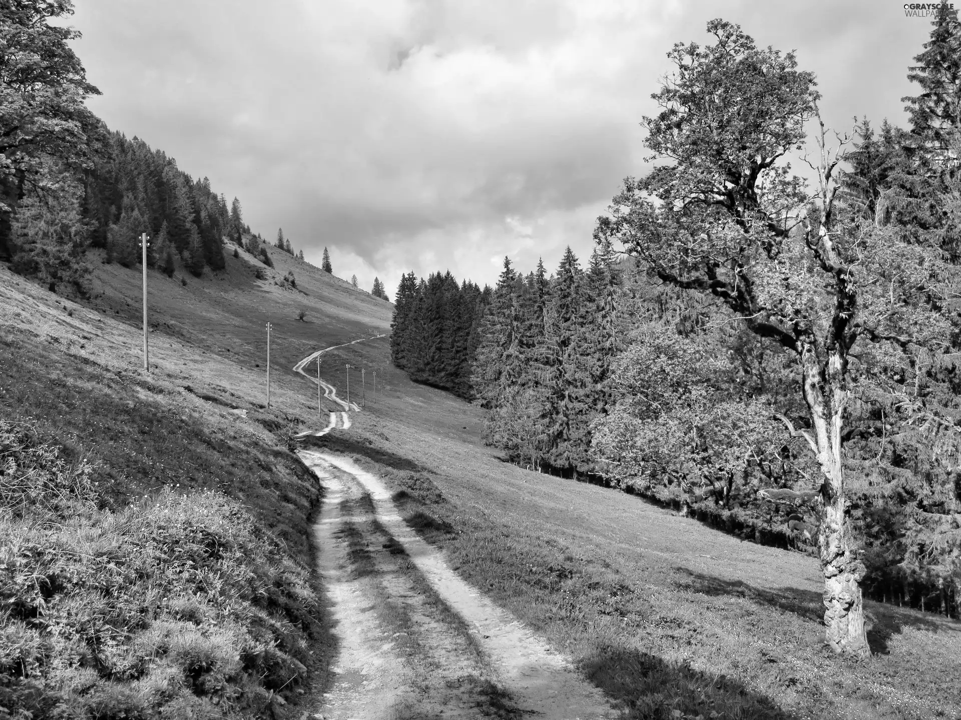 viewes, Switzerland, slope, trees, Way