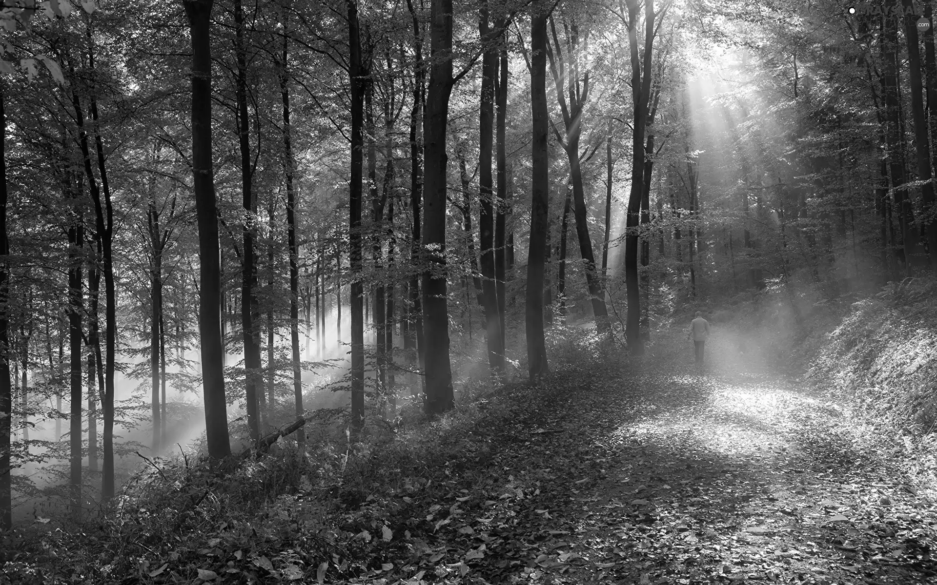 viewes, forest, sunny, Way, light breaking through sky, trees