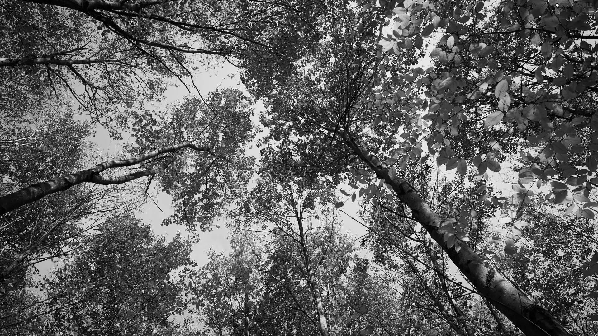 trees, vertices, autumn, viewes