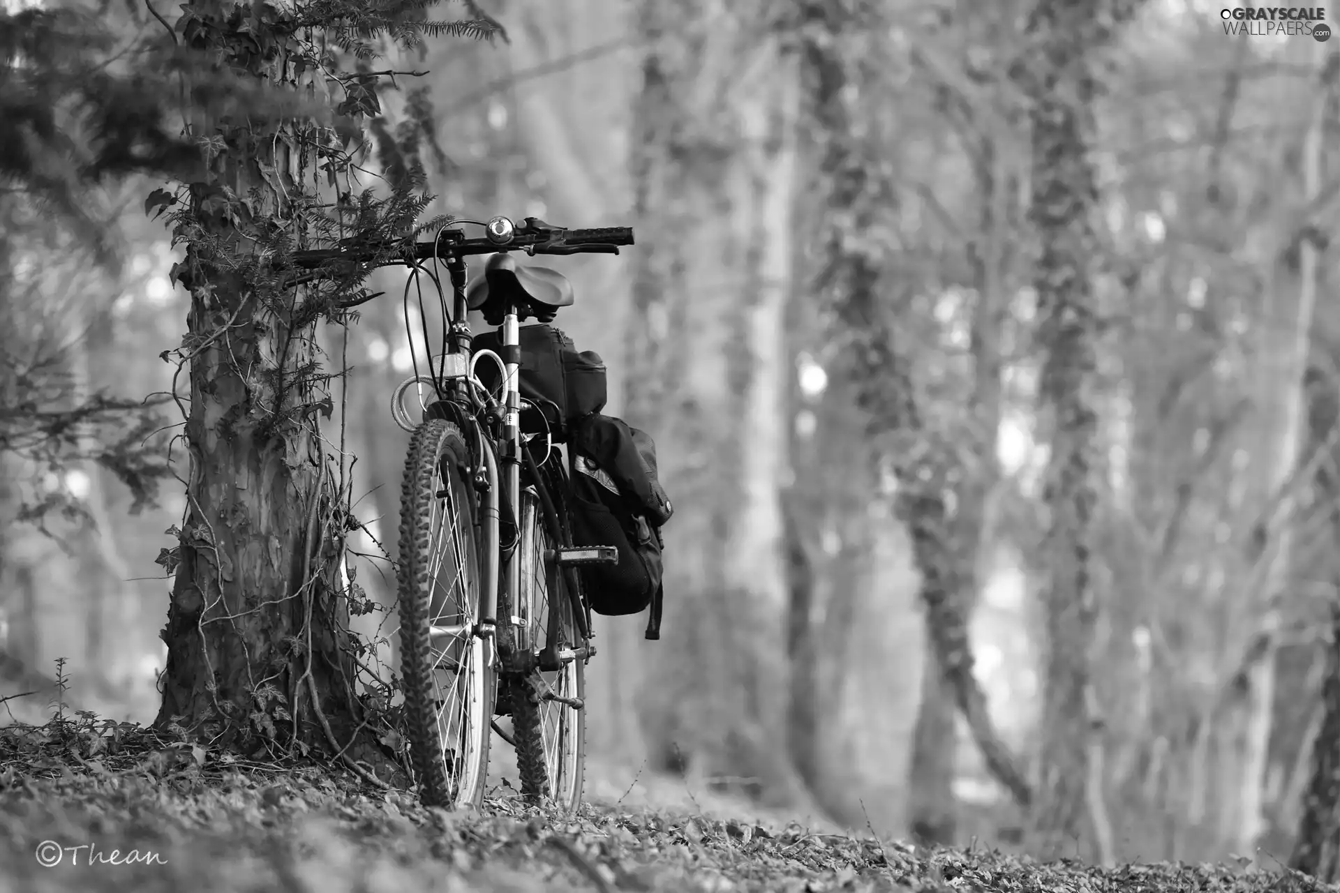 viewes, Bike, trees